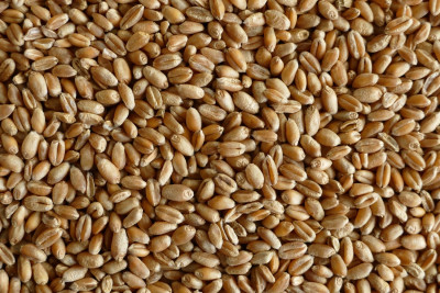 MJM agro Pšenice krmná - 20 kg